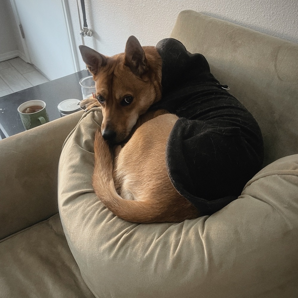 Puppy Warning - Picture 4 of 7